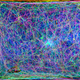 An overlaid image of different portions of the lab’s spider web.